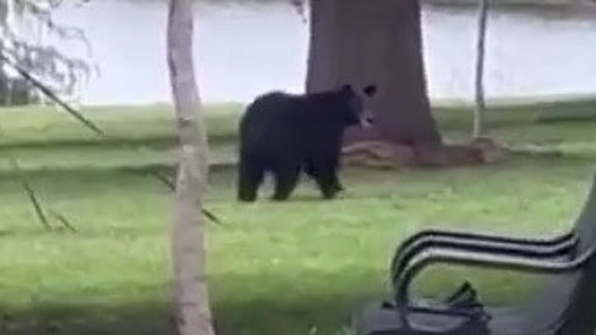 Black bear spotted running through Orlando park